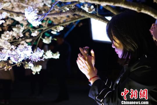 前来观赏夜樱的游客拿出手机拍摄夜景。　孙权 摄